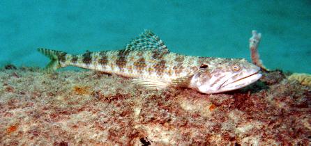 sanddiver