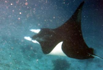 Manta Ray