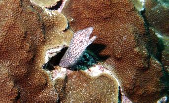spotted muray eel