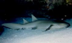 Nurse shark