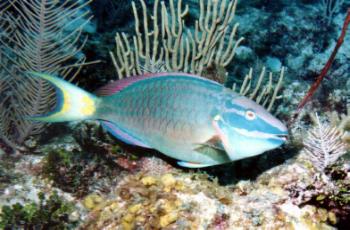Stoplight Parrotfish