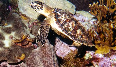 hawksbill turtle