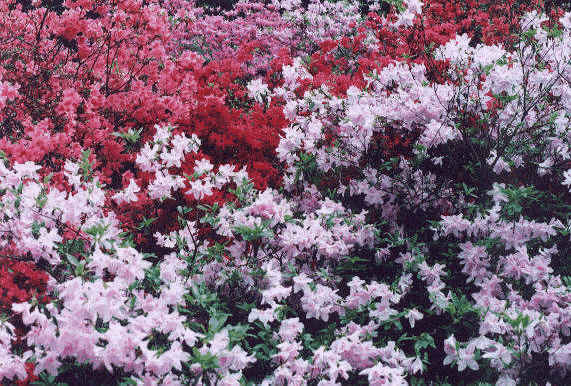 [flower]