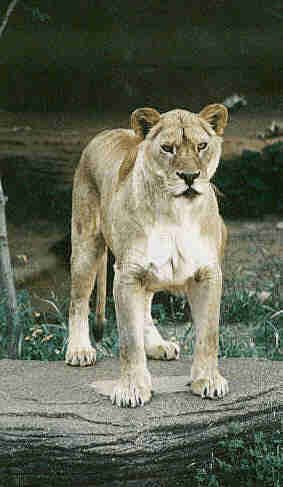 [Lions]