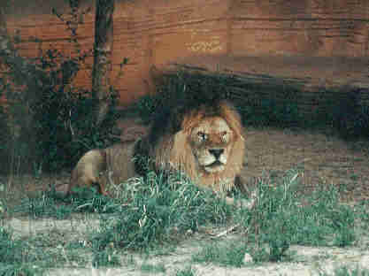 [Lions]