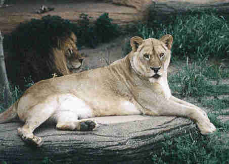 [Lions]