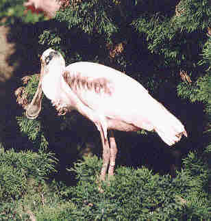 [bird]