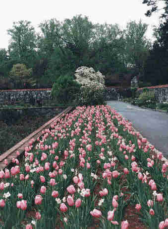 [tulips]