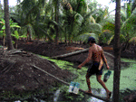 coconut farmer's work at  thaka