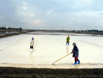 salt field, samut-songkram