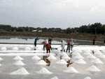 salt field,samutsongkram