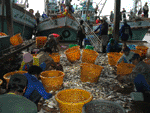 fish pier, mahachai