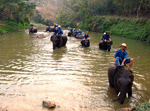 Elephant bath in Lampang