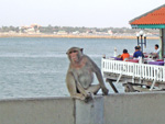 crab eating macaque is a symbol of Kao Sam Mook