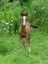Filly 2004 Gaul