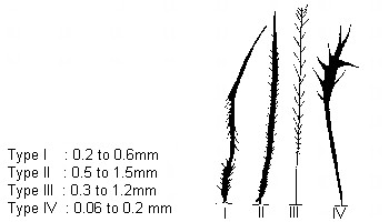 Picture of different urticating hair types