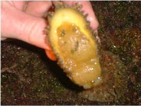 seaslug
