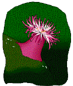anemone
