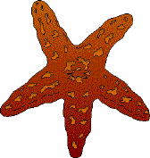 starfish