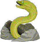 eel