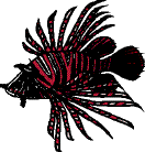 lion fish