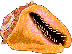 shell