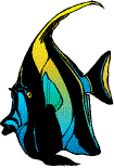 angel fish