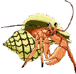 hermit crab