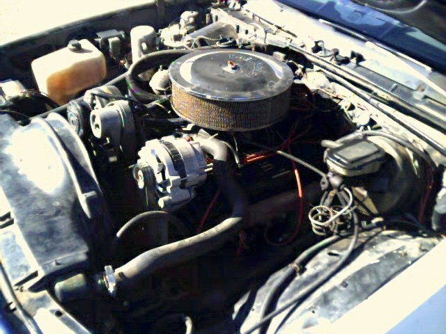 It IS Alive!!!