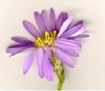 Aster-Flower