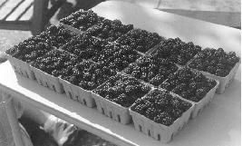 WinningBlackberrie-pic