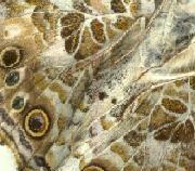 PaintedLadyButteryfly