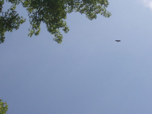 eagle