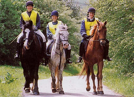 Pony trekking in Neath Port Talbot