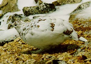 pic13.jpg (31076 bytes)