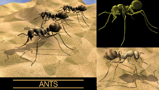 Ants