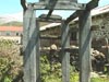 potro
