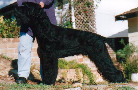 Aust Ch Treuliebe Highlander (10 months)(
