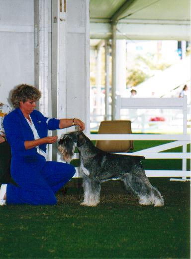 Aust Ch Treuliebe Bardoph (11 years)