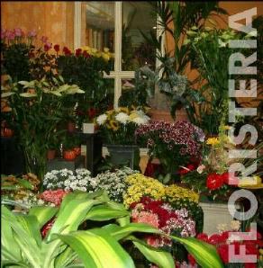 Flores Miguel