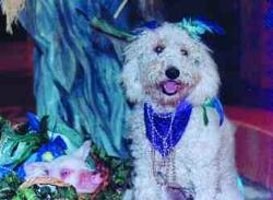 Cloudy the dog