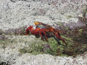 IMG_1019.JPG