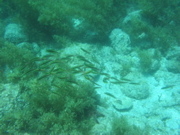 IMG_1076.JPG