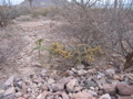IMG_0933.JPG