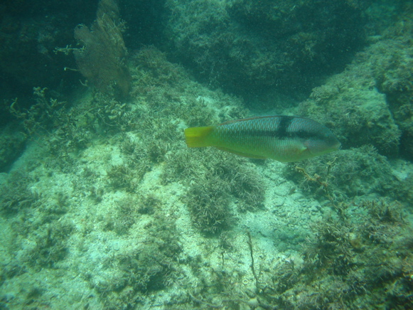 IMG_1519.JPG