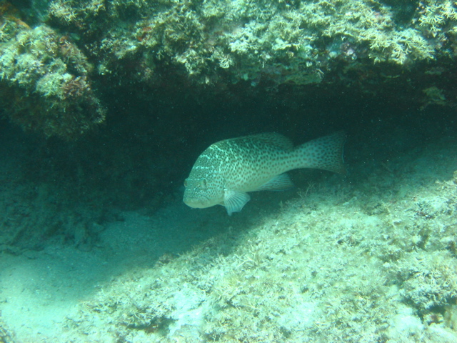 IMG_1286.JPG