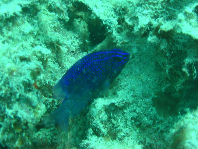 IMG_1437.JPG