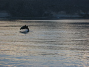 IMG_1319.JPG