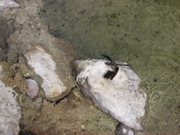 IMG_1335.JPG