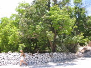 IMG_1357.JPG
